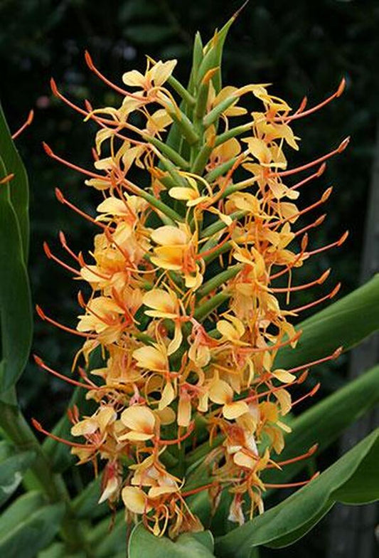 Image of Hedychium 'Tai Golden Goddess'taken at Juniper Level Botanic Gdn, NC by JLBG