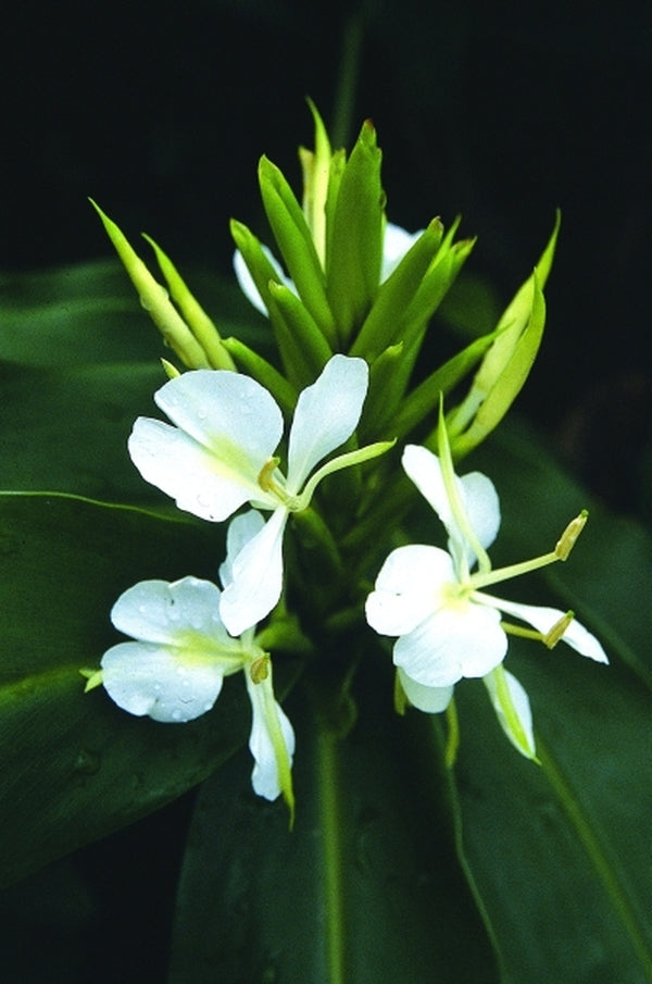 Image of Hedychium 'Tai Mammoth'|Juniper Level Botanic Gdn, NC|JLBG