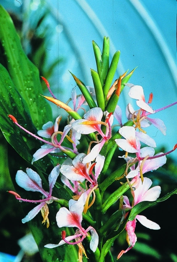 pink ginger lily flower Hedychium Tai Pink Princess