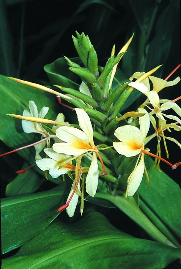 Image of Hedychium 'Tai Sunlight'|Juniper Level Botanic Gdn, NC|JLBG