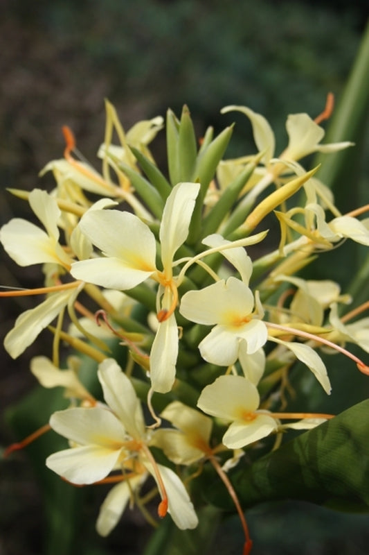 Image of Hedychium 'Tai Sunlight'|Juniper Level Botanic Gdn, NC|JLBG