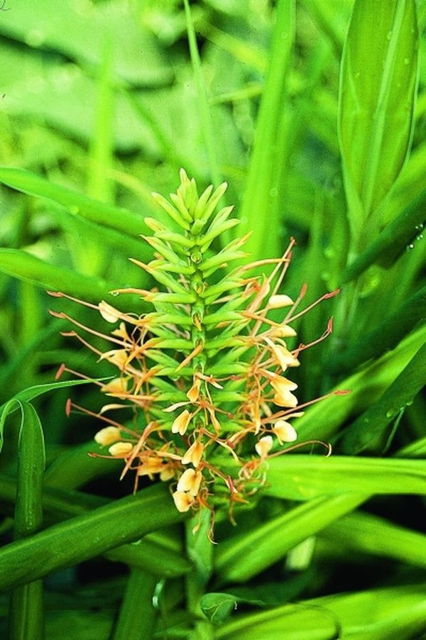 Image of Hedychium coccineum 'Disney'|Juniper Level Botanic Gdn, NC|JLBG