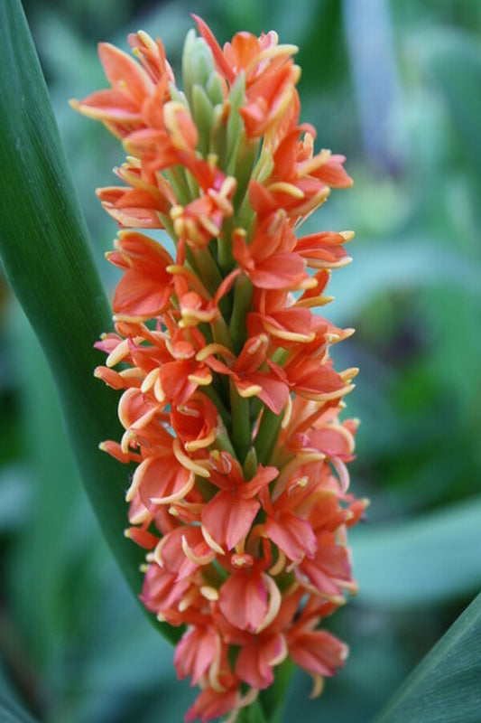 Image of Hedychium densiflorum 'Assam Orange'|Juniper Level Botanic Gdn, NC|JLBG
