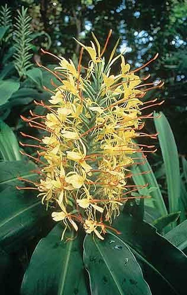 Image of Hedychium gardnerianum 'Compactum'|Gainesville Tree Farm, FL|R. Adams