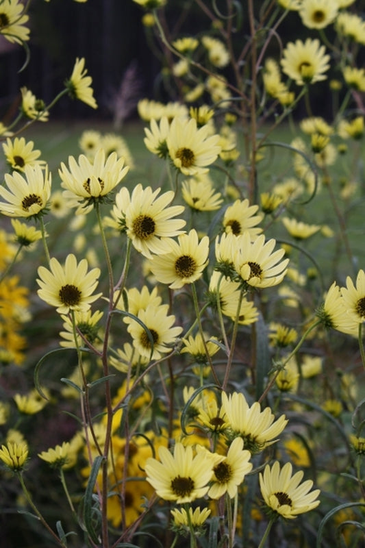 Image of Helianthus simulans 'Matanzas Creek'|Juniper Level Botanic Gdn, NC|JLBG