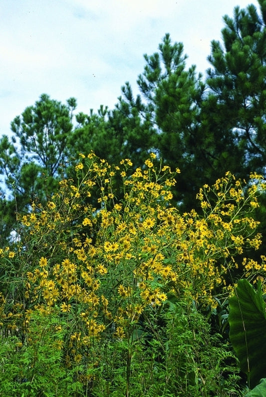 Image of Helianthus verticillatus|Juniper Level Botanic Gdn, NC|JLBG