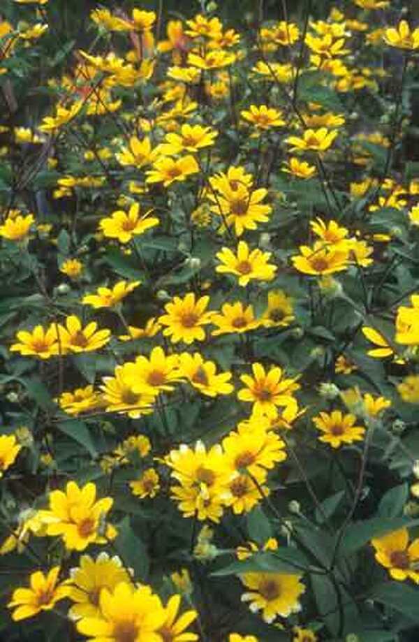 Image of Heliopsis helianthoides 'Prairie Sunset' PP 13,779|Juniper Level Botanic Gdn, NC|JLBG