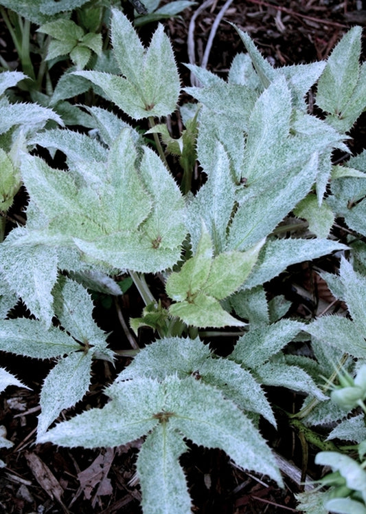 Image of Helleborus argutifolius 'Janet Starnes'||