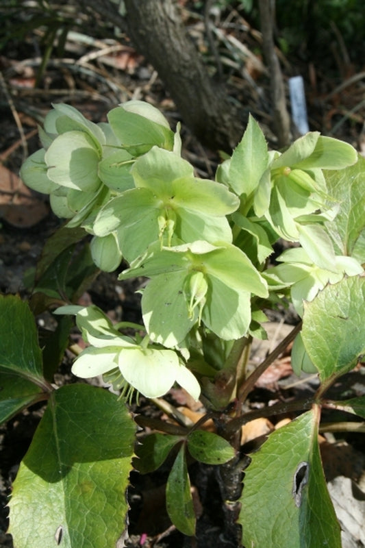 Image of Helleborus argutifolius 'Laurelhurst'|Juniper Level Botanic Gdn, NC|JLBG
