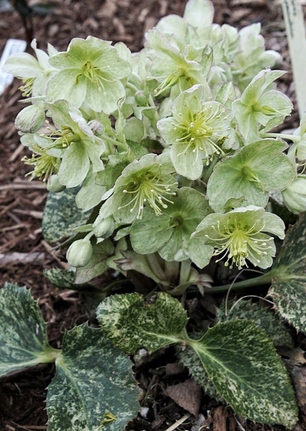 Image of Helleborus argutifolius 'Snow Fever' PP 23,880|Juniper Level Botanic Gdn, NC|JLBG