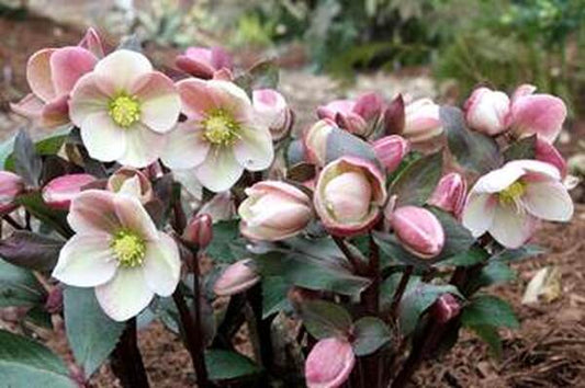 Image of Helleborus x ballardiae 'Pink Frost' PP 21,063 3 QT
