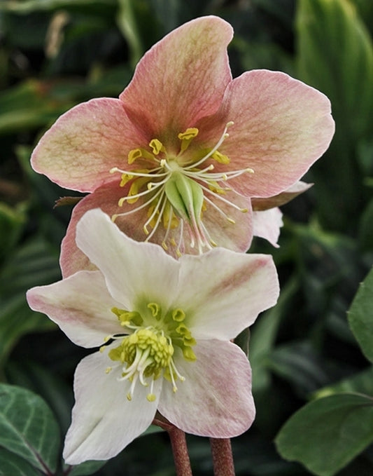 Image of Helleborus x ballardiae 'Raulston Remembered'|Juniper Level Botanic Gdn, NC|JLBG