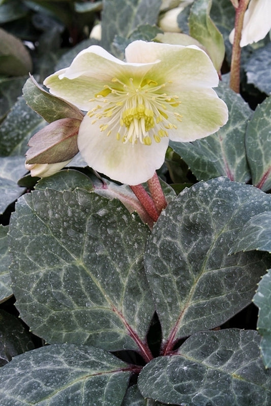 Image of Helleborus x ballardiae 'Spring Party' PP 22,021|Juniper Level Botanic Gdn, NC|JLBG