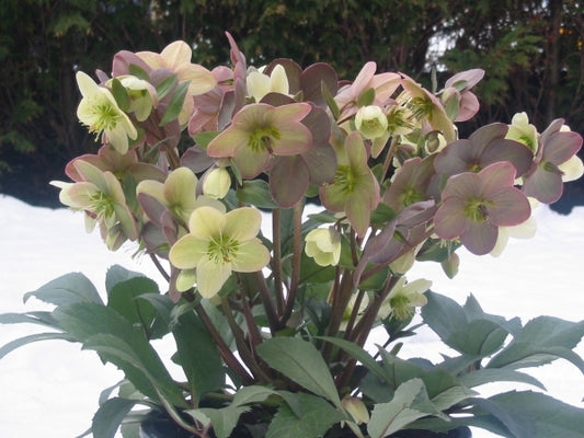 Image of Helleborus x ericsmithii 'Candy Love' PP 19,413|Het Wilgenbroek, Belgium|T. Van Paemel