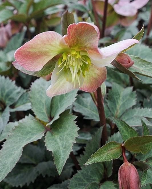 Image of Helleborus x ericsmithii 'Ruby Glow' PPAF|Juniper Level Botanic Gdn, NC|JLBG