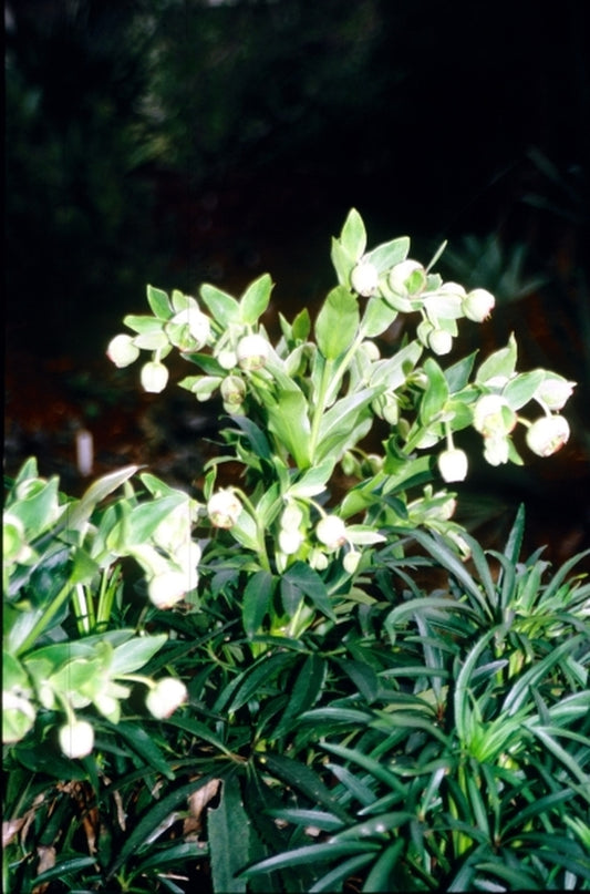 Image of Helleborus foetidus 'Bowles's Cabbage Stalk'|Juniper Level Botanic Gdn, NC|JLBG