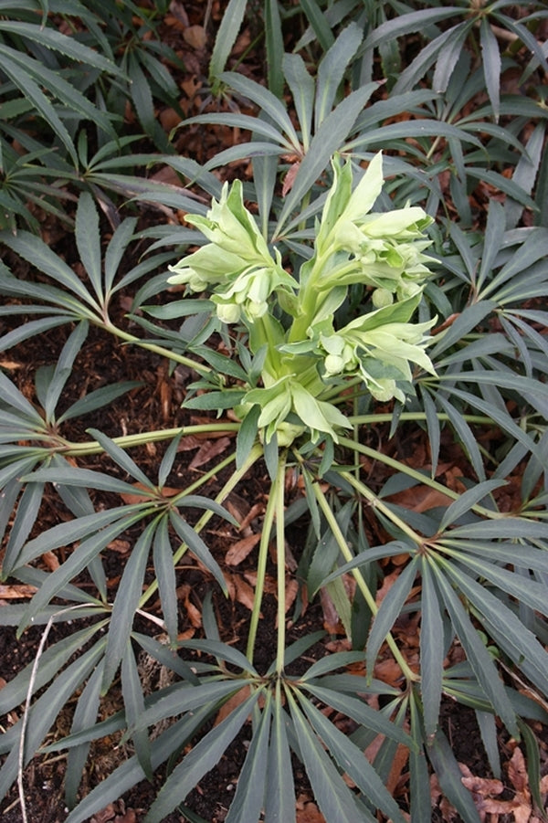 Image of Helleborus foetidus 'Dunham Narrow Leaf'|Juniper Level Botanic Gdn, NC|JLBG