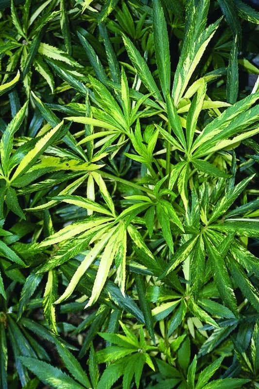 Image of Helleborus foetidus 'Golden Showers'|A. Galloway Gdn, NC|