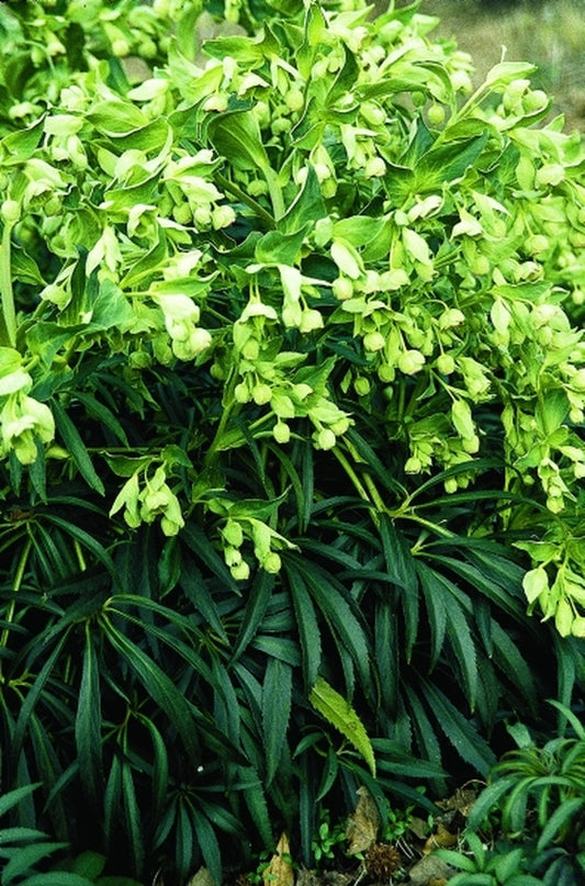 Image of Helleborus foetidus 'Pontarlier'|Juniper Level Botanic Gdn, NC|JLBG