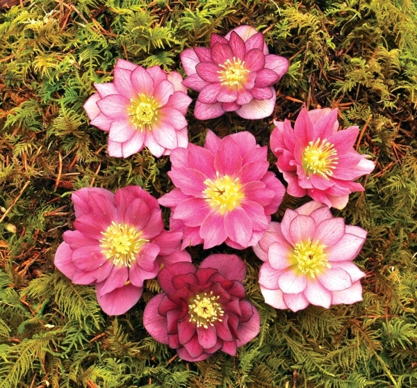 Image of Helleborus x hybridus 'Berry Swirl'taken at Terra Nova Nurseries, OR by Terra Nova Nurseries
