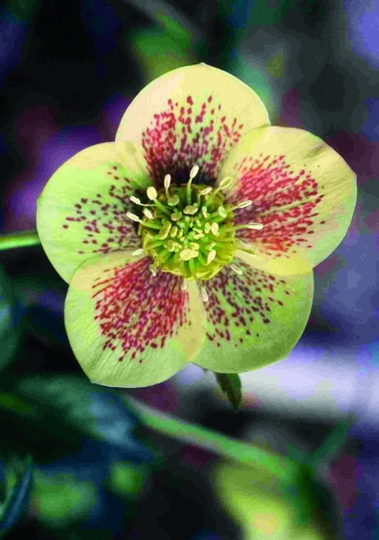 Image of Helleborus x hybridus 'Gold Finch'|Briggs Nursery, OR|Briggs Nursery