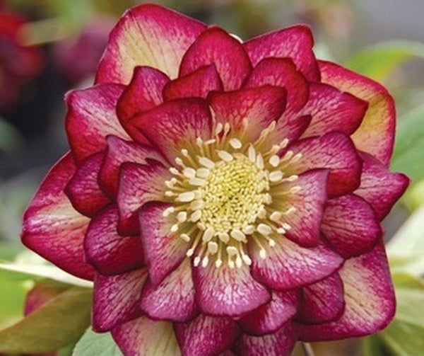 Image of Helleborus x hybridus 'Harlequin Gem'taken at Terra Nova Nurseries, OR by Terra Nova Nurseries