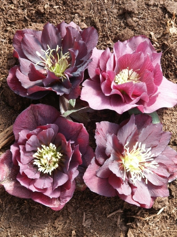 Image of Helleborus x hybridus Heronswood Double Purple Strain|Juniper Level Botanic Gdn, NC|JLBG