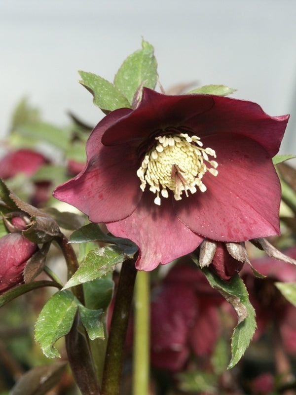 Image of Helleborus x hybridus Heronswood Violet Red Strain|Juniper Level Botanic Gdn, NC|JLBG