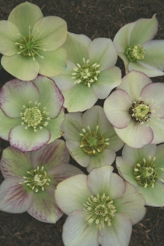 Image of Helleborus x hybridus Heronswood Yellow Blush Strain|Juniper Level Botanic Gdn, NC|JLBG