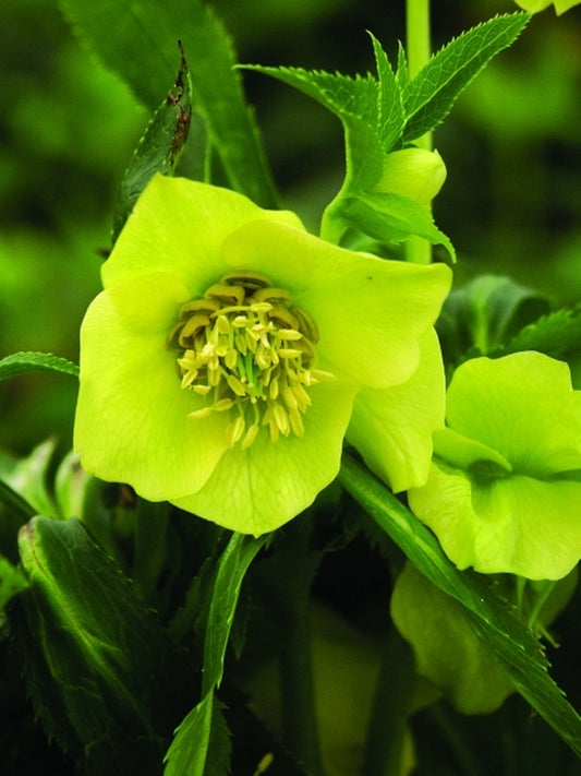 Image of Helleborus x hybridus Heronswood Yellow Strain 2 QT|Juniper Level Botanic Gdn, NC|JLBG