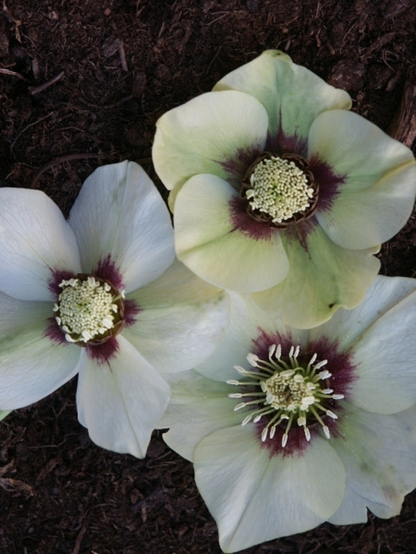Image of Helleborus x hybridus Heronswood Yellow w/Red Spots|Juniper Level Botanic Gdn, NC|JLBG