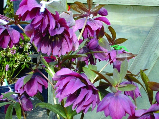 Image of Helleborus x hybridus 'Kingston Cardinal'|Briggs Nursery, OR|Briggs Nursery