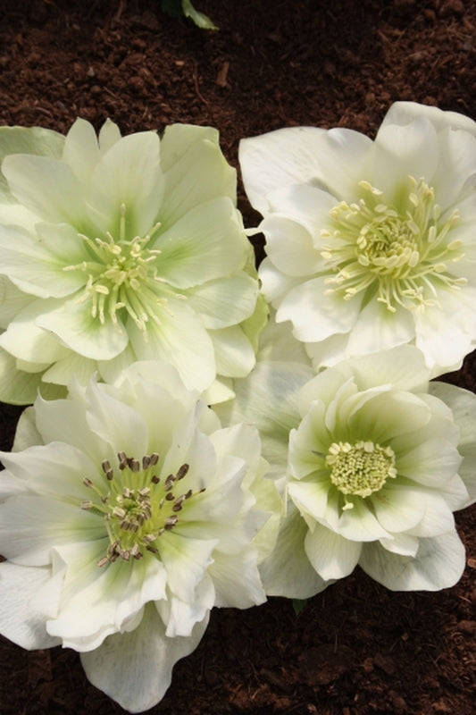 Image of Helleborus x hybridus Mardi Gras Double Jade 3 QT|Juniper Level Botanic Gdn, NC|JLBG