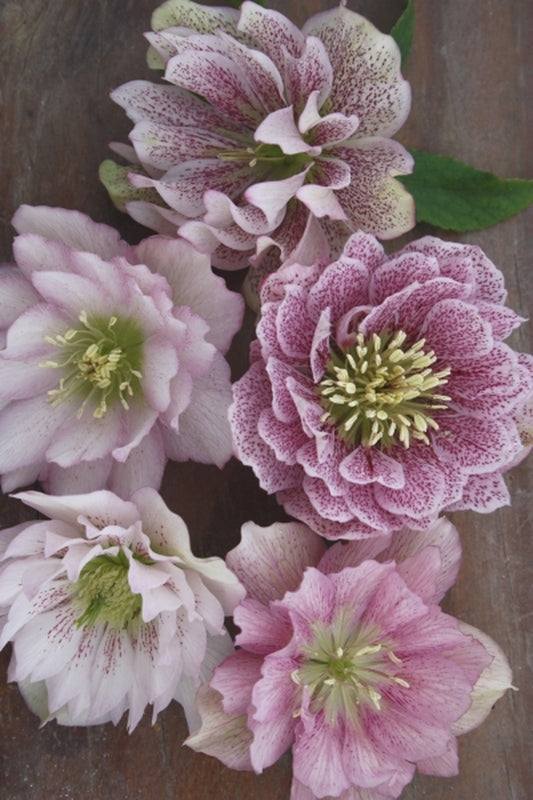 Image of Helleborus x hybridus Mardi Gras Double Light Pink 3 QT|Juniper Level Botanic Gdn, NC|JLBG