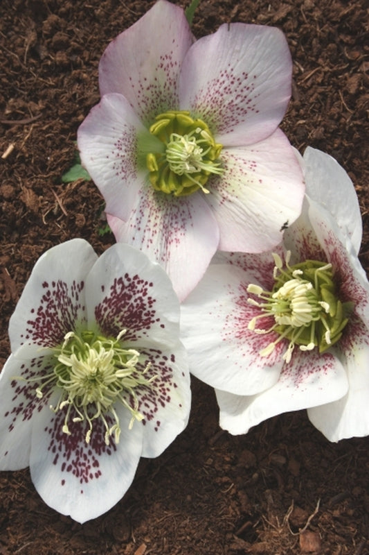 Image of Helleborus x hybridus Mardi Gras Single White w/ Red Spots 3|Juniper Level Botanic Gdn, NC|JLBG