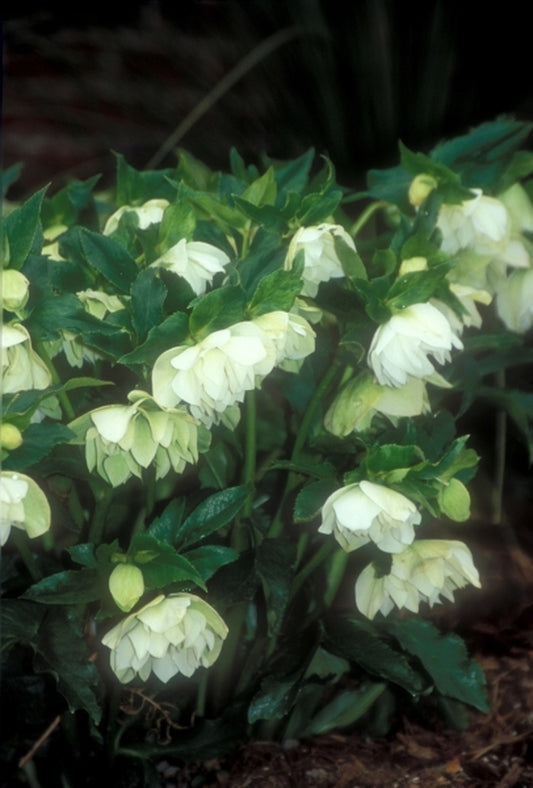 Image of Helleborus x hybridus 'Mrs. Betty Ranicar'|Juniper Level Botanic Gdn, NC|JLBG