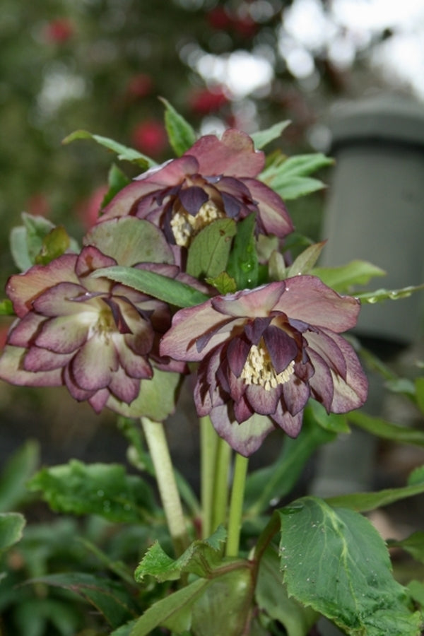 Image of Helleborus x hybridus PDN Double Bicolor 2 QT|Juniper Level Botanic Gdn, NC|JLBG