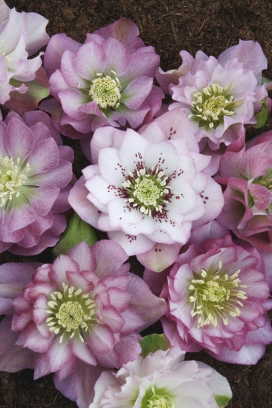 Image of Helleborus x hybridus PDN Double Pink 2 QT|Juniper Level Botanic Gdn, NC|JLBG