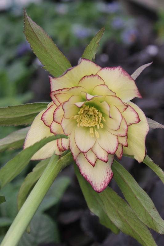 Image of Helleborus x hybridus PDN Double Yellow Picotee 2 QT||