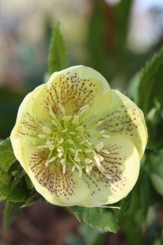 Image of Helleborus x hybridus PDN Yellow w/Red Spots 2 QT|Juniper Level Botanic Gdn, NC|JLBG