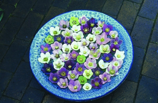 Image of Helleborus x hybridus Pine Knot Select 2 QT|Pine Knot Farms, VA|Pine Knot Farms