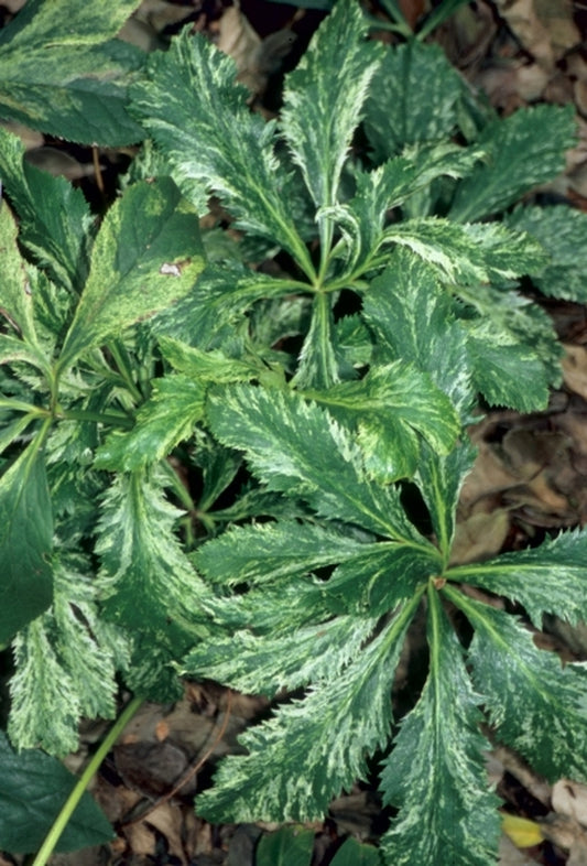 Image of Helleborus x hybridus Pine Knot Variegated Strain|J.C. Raulston Arboretum, NC|