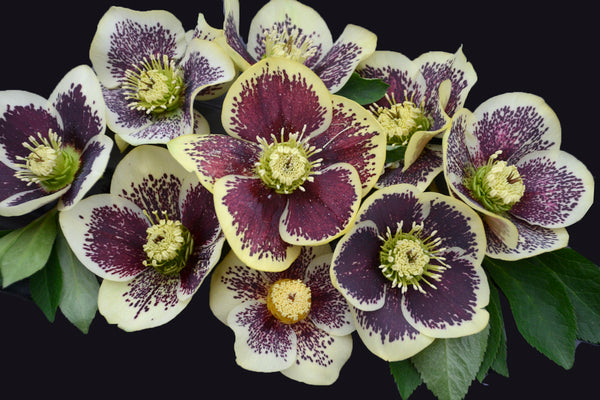 Image of Helleborus x hybridus 'Rio Carnival'taken at Walters Gardens, MI by Walters Gardens