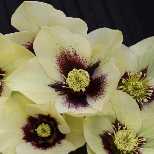 Image of Helleborus x hybridus 'Spanish Flare'taken at Walters Gardens, MI by Walters Gardens