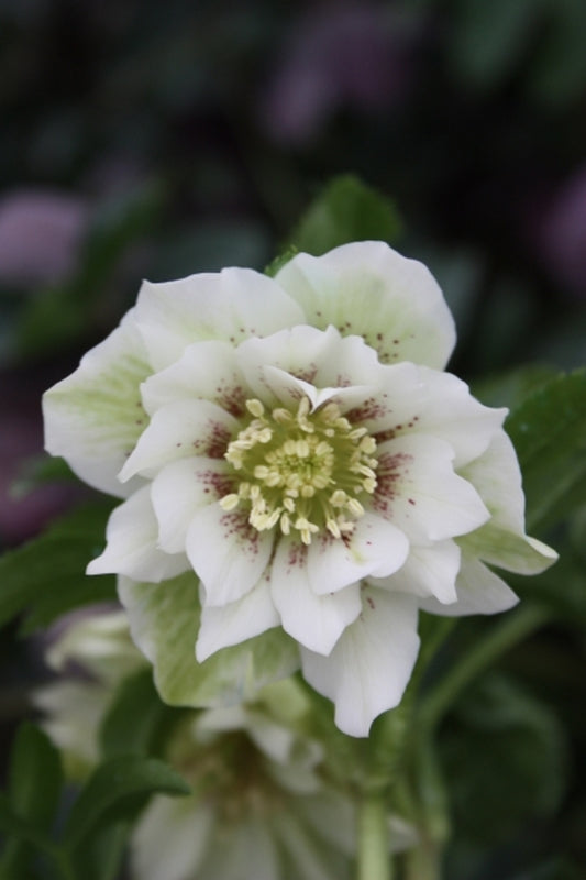 Image of Helleborus x hybridus 'Swirling Skirts' Strain|Juniper Level Botanic Gdn, NC|JLBG