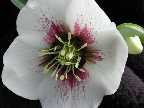 Image of Helleborus x hybridus 'White Pearl' by Northwest Garden Nursery