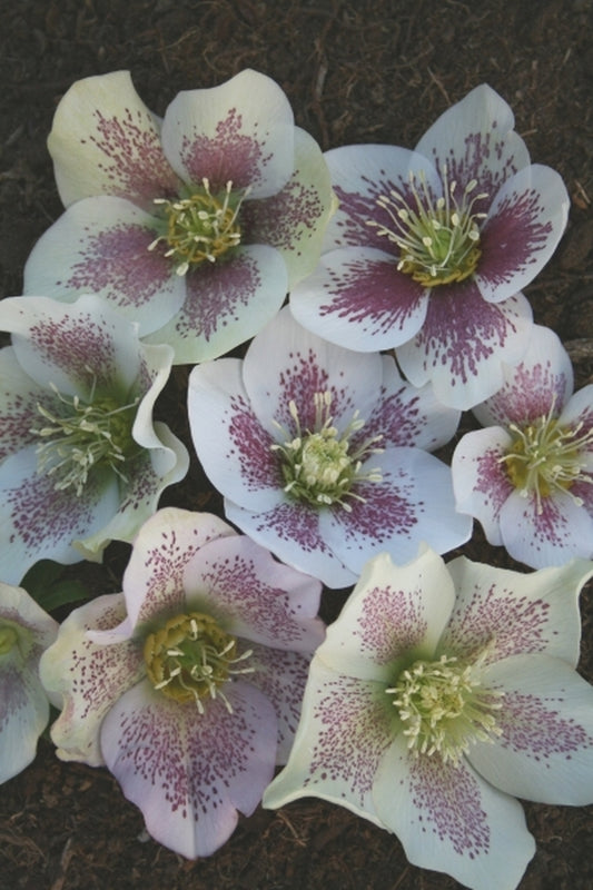 Image of Helleborus x hybridus White w/Red Spots 2 QT|Juniper Level Botanic Gdn, NC|JLBG