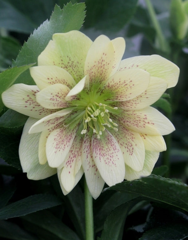 Image of Helleborus x hybridus 'Winter Delights Double Yellow w/ Spots'