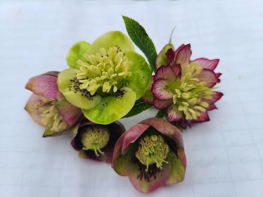 Image of Helleborus x hybridus Winter Delights Mini|Juniper Level Botanic Gdn, NC|JLBG