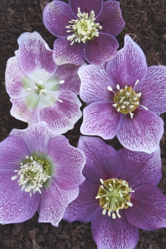 Image of Helleborus x hybridus Winter Delights Pink w/ White Edge|Juniper Level Botanic Gdn, NC|JLBG